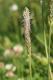 Flora: Hoary Plantain (Plantago media)